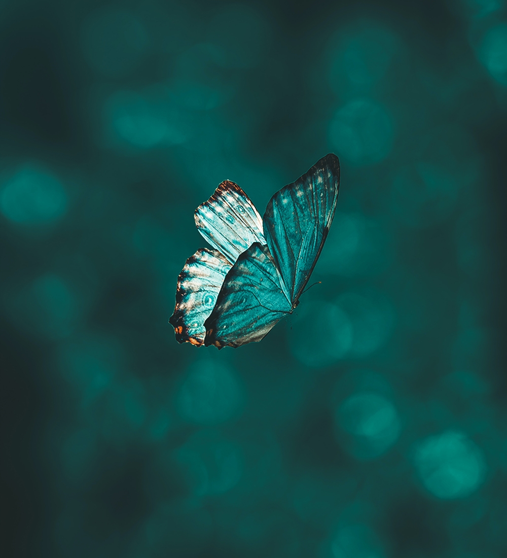 Ein grün-blau schimmernder Schmetterling vor farblich passendem Hintergrund